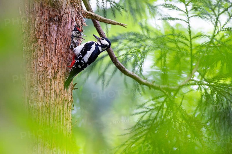 Great spotted woodpecker (Dendrocopos major), almost fledged young bird looks begging from the nesting cavity, female adult bird sits in front of it on the trunk, Bad Homburg, Hesse, Germany, Europe