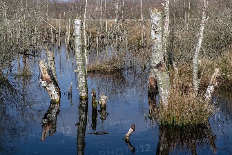 Dead birch trees (Betula pendula) in a moor, rewetting area, Emsland, Lower Saxony, Germany, Europe