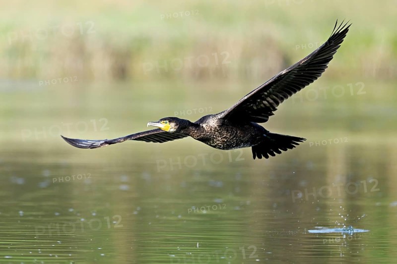 Cormorant (Phalacrocorax carbo), in flight, shallow lake, nature reserve, Reuss valley, Canton Aargau, Switzerland, Europe