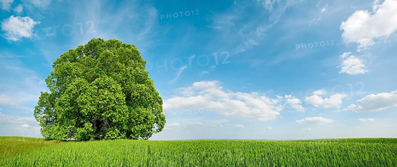 Green grain field with large solitary lime tree under a blue sky in spring, Sangerhausen, Saxony-Anhalt, Germany, Europe