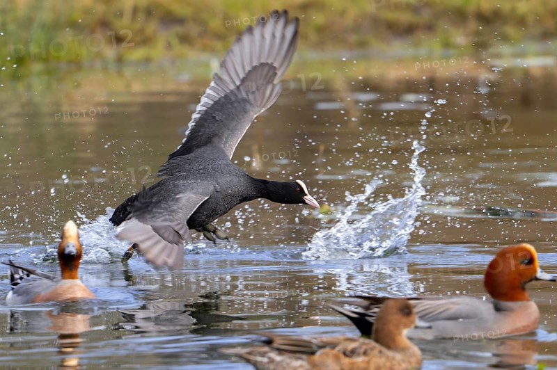 Eurasian coot, common coot (Fulica atra) running with lobed feet over water surface of pond among European wigeons (Mareca penelope)