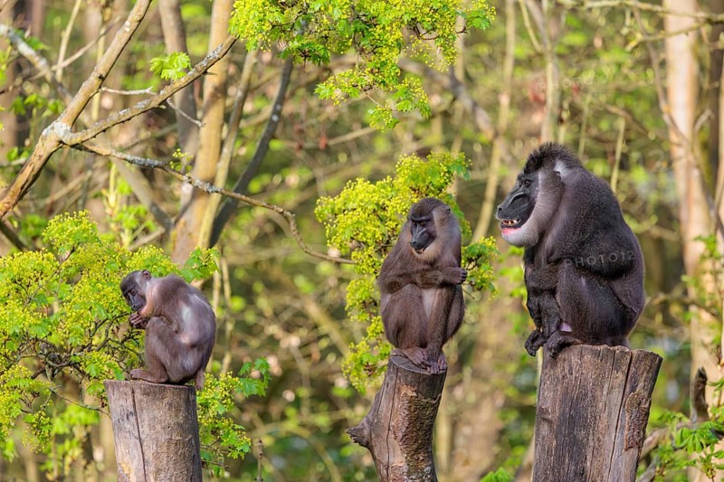 Three Drills (Mandrillus leucophaeus), a male and two females, sit high up on the three stumps of a cut tree and enjoy the early sunlight. A green forest can be seen in the background