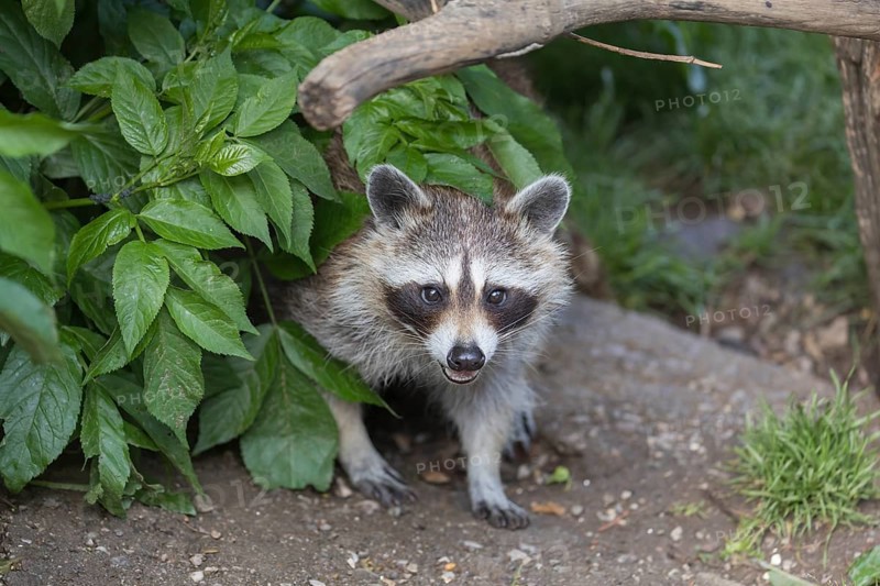 One Raccoon, procyon lotor, appearing out of a bush, looking towards the camera