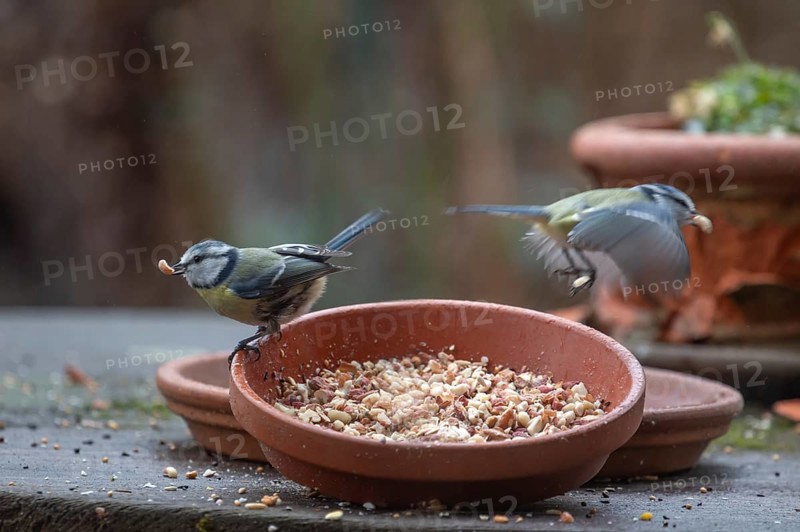Blue tits (Cyanistes caeruleus) fetch food from a flower bowl, Bavaria, Germany, Europe