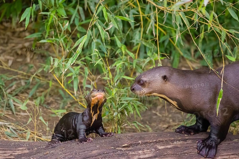 A two-year-old giant otter or giant river otter (Pteronura brasiliensis) cares for a 2-month-old sibling