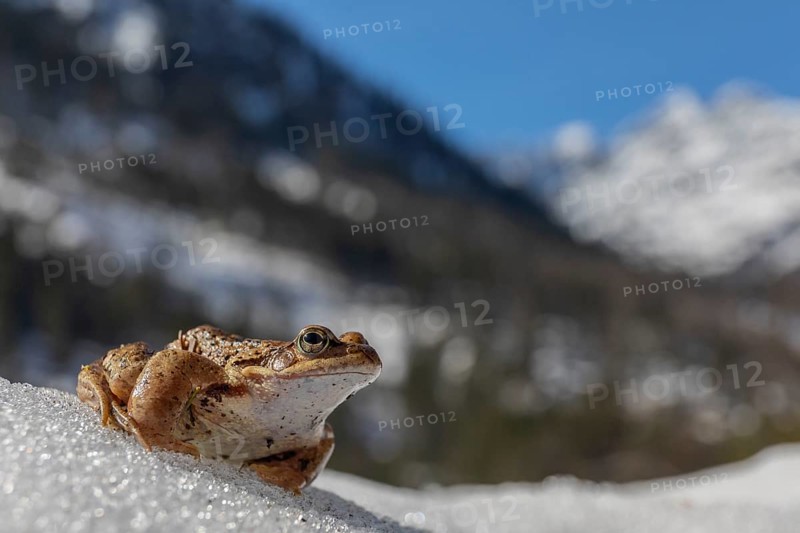 One common frog, Rana temporaria, sitting on snow in early springtime, heading for the mating pond. Mountains in the distant background