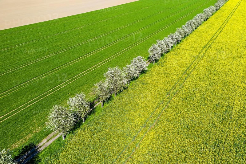 Aerial view of a rape field (Brassica napus) in bloom and a field path with blossoming fruit trees, pear tree (Pyrus), near Ganzig, Liebschützberg, Saxony, Germany, Europe