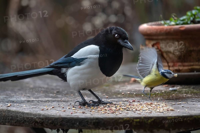Magpie (Pica pica) and fugitive blue tit (Cyanistes caeruleus) at the feeding site, Bavaria, Germany, Europe