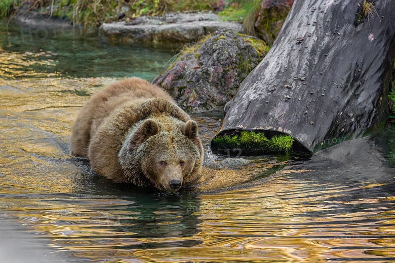 An adult female brown bear (Ursus arctos arctos) runs from hilly area with trees and rocks into a small stream