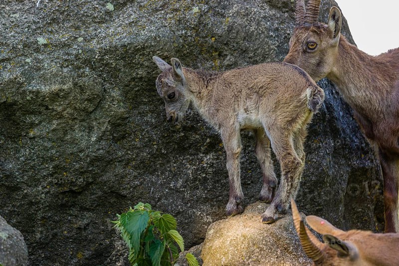One adult female ibex (Capra ibex) standing on a rock, grooming her baby