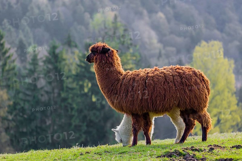 A brown female Alpaca (Vicugna pacos) and its white young stand on a green meadow . A forest is in the distant background