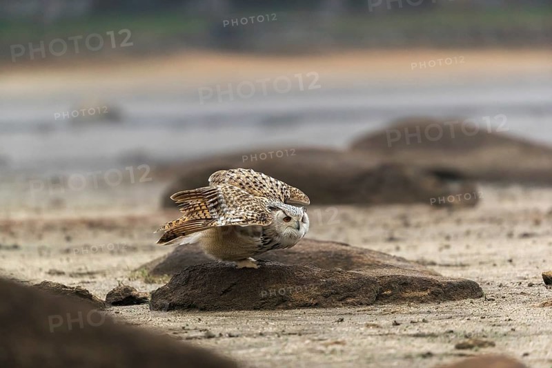 One Siberian Eagle Owl (Bubo bubo sibiricus) landing on a rock at a dry lakeshore on an autumnal misty cold morning