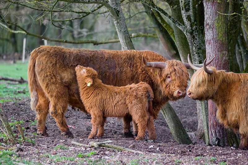 A family of Highlands (Bos (primigenius), a bull, a cow and a calf stand at a forest edge