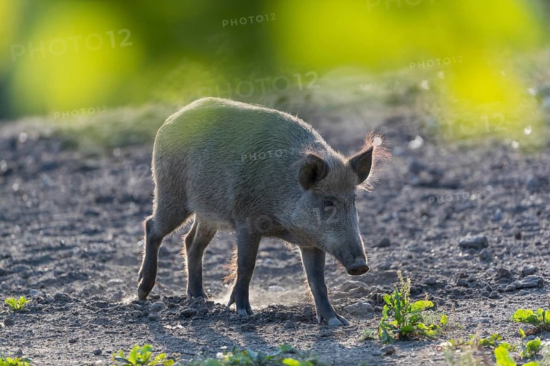 One wild boar or wild pig (Sus scrofa), standing on a meadow with little vegetation and a green forest in the background