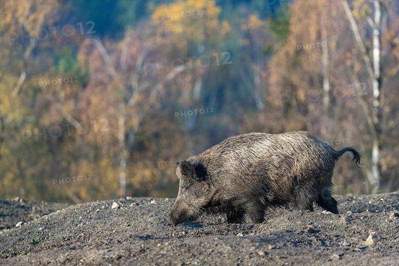One wild boar or wild pig (Sus scrofa), walking over an opening in early morning light, searching for food, with an autumnal colored forest in the background