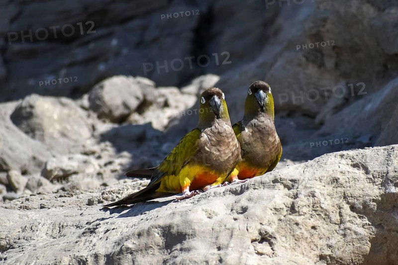 Free-living rock parakeets (Cyanoliseus patagonus) in the world's largest parrot colony in Balneario El Condor, Rio Negro province, Argentina, South America