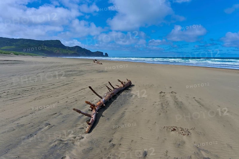 A large piece of driftwood lies on the sandy beach overlooking the blue sea, Bethells Beach, Te Henga, Auckland, New Zealand, Oceania