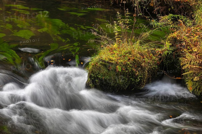 Flowing water with ferns and rocks in the Edmunds Gorge in autumn. River Kamnitz, Hrensko, Ustecky kraj, Czech Republic, Europe