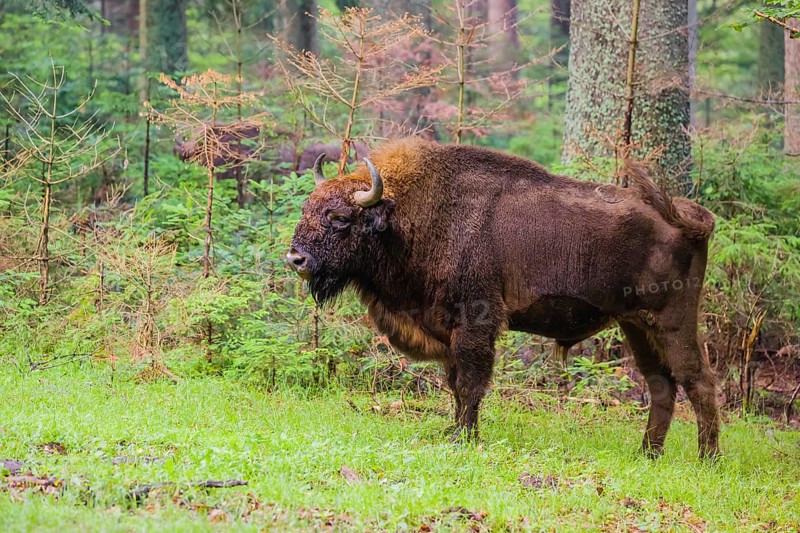 An adult male European bison (Bison bonasus) stands in a clearing in a dense forest