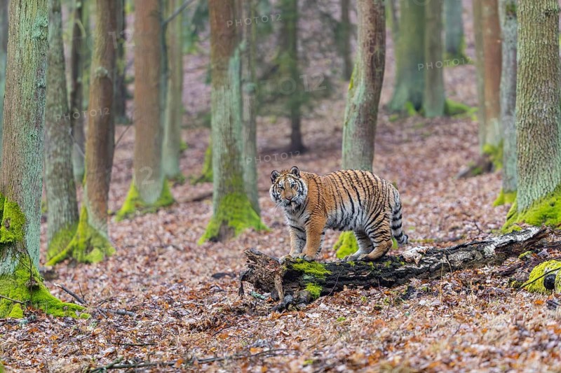 One young female Siberian Tiger, Panthera tigris altaica, playing with some rotten wood in a forest