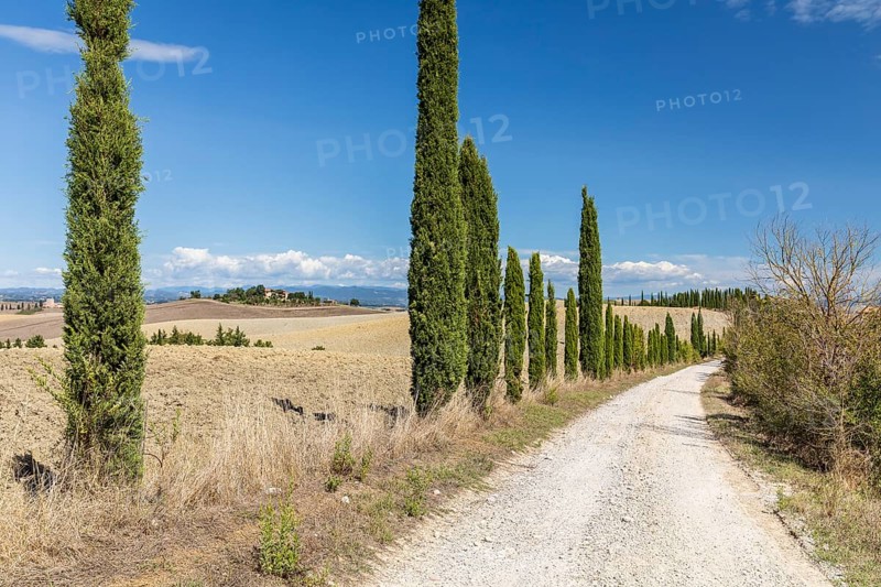 Long half avenue with columnar cypresses (Cupressus sempervirens), in the background a single farmhouse on a hill, near Siena, Tuscany, Italy, Europe
