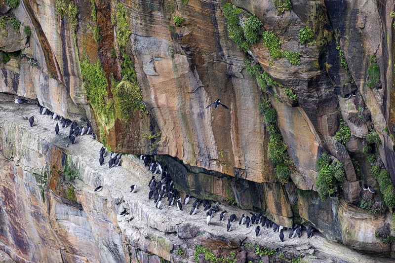 Guillemot (Uria aalge) and razorbill (Alca torda), small colony on a rock band in an overgrown cliff face, Thurso, Scotland, Great Britain
