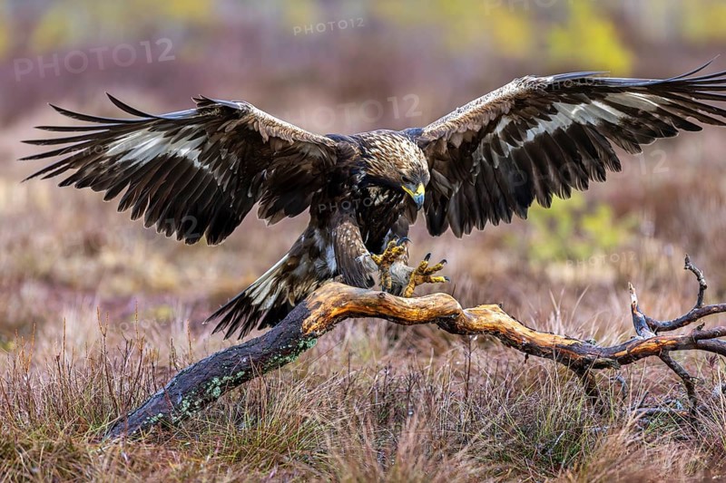 European golden eagle (Aquila chrysaetos chrysaetos) landing on branch with spread wings in moorland, heathland