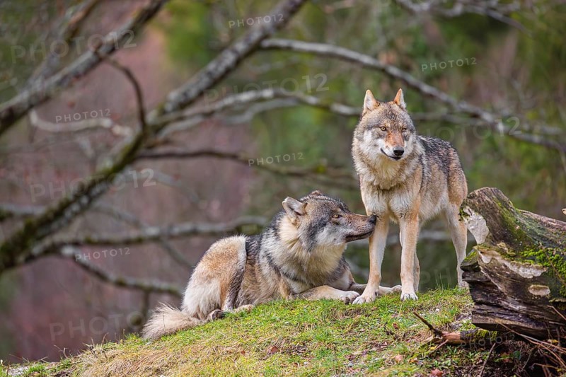 Two eurasian gray wolves (Canis lupus lupus), the alpha couple, stand on top of a small hill. He sniffes on her