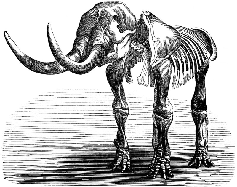 Skeleton of a Mastodon giganteum, palaeontology, lived from Oligocene to Pleistocene, family of proboscideans, extinct ancestor of the elephant, bones, skeleton, tusks, evolution, biology, historical illustration 1880