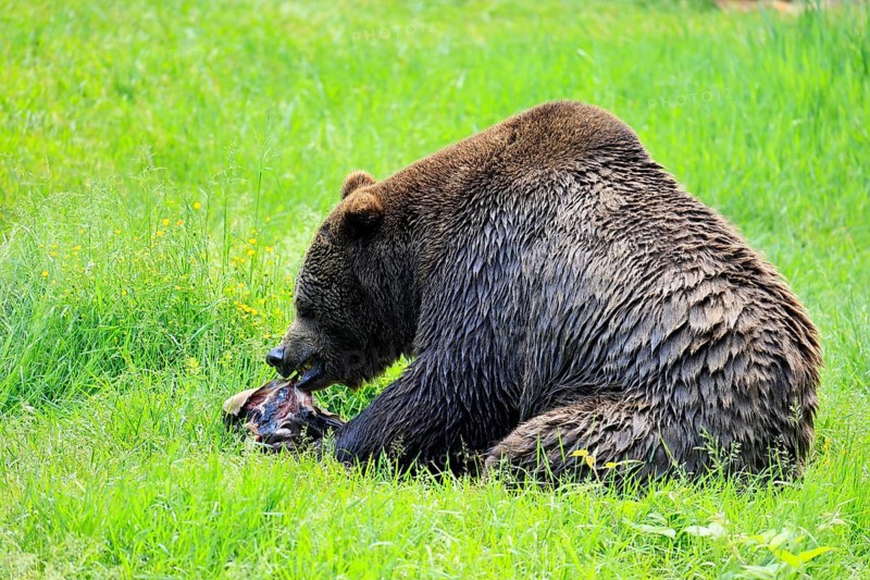 Eurasian brown bear (Ursus arctos arctos), adult, female, feeding on carrion, in summer, Bavarian Forest National Park, Germany, Europe
