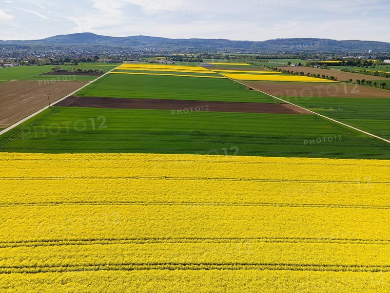 The Taunus ridge rises behind blossoming rape fields. (Aerial view with a drone), Frankfurt am Main, Hesse, Germany, Europe