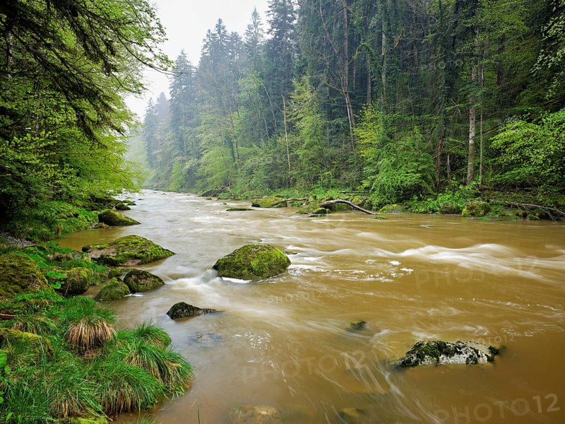 European beech trees shedding leaves, in the foreground moss-covered stones on the river Sihl, Sihlsprung, Menzingen, Canton Zug, Switzerland, Europe