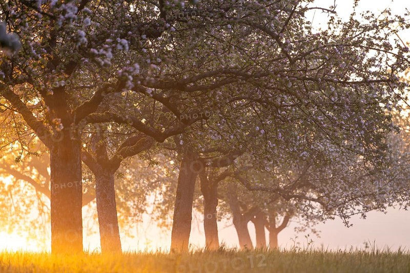 Fresh blossom, morning light, ground mist... simply magical! Foothills orchard meadow in bloom - apple tree avenue in the morning light with ground mist