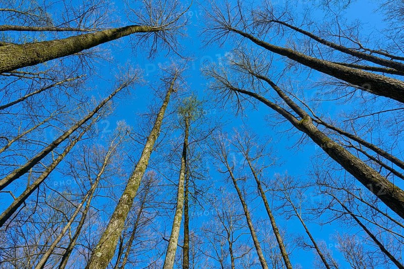 High alder trees with leafless branches in front of a clear blue sky, creates a natural atmosphere, spring, nature reserve Rote Lache by Wolfgang, Wolfgang, Hanau, Hesse, Germany, Europe