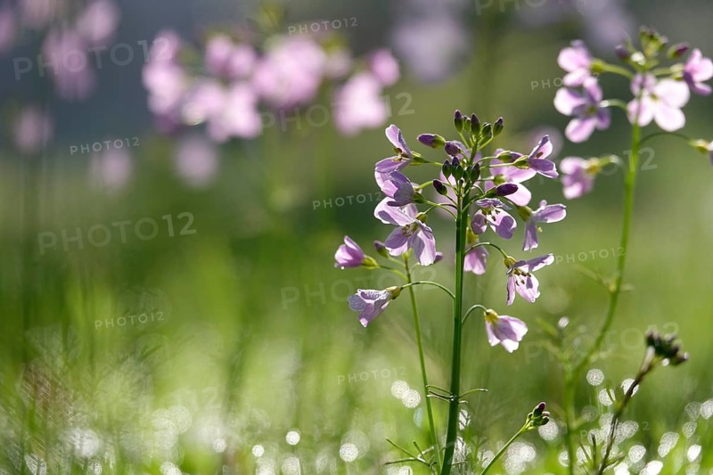 Meadowfoam (Cardamine) on a spring meadow, April, Germany, Europe