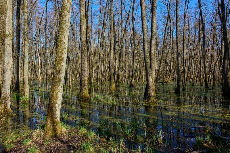 Riparian forest with trees under a clear blue sky, alders, spring, nature reserve Rote Lache by Wolfgang, Wolfgang, Hanau, Hesse, Germany, Europe