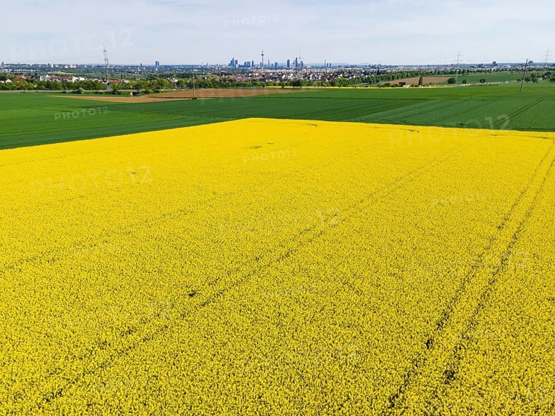 Behind blossoming rapeseed fields and the A5 motorway lie the Frankfurt districts of Kalbach and Riedberg. Behind them rise the skyscrapers of the banking skyline. (Aerial view with a drone), Frankfurt am Main, Hesse, Germany, Europe