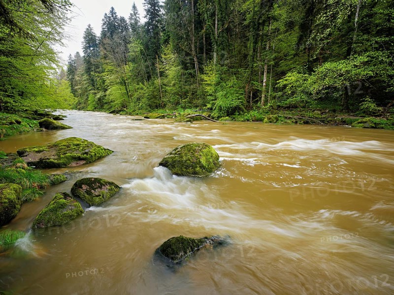 European beech trees shedding leaves, in the foreground moss-covered stones on the river Sihl, Sihlsprung, Menzingen, Canton Zug, Switzerland, Europe