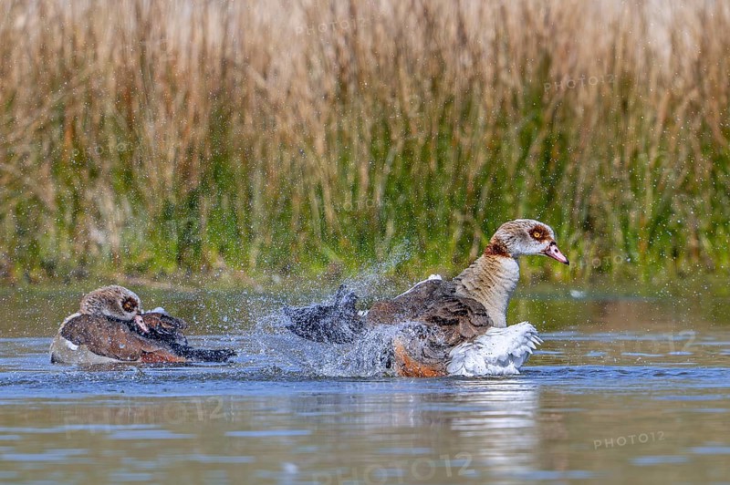 Egyptian goose (Alopochen aegyptiaca) male splashing water while flapping wings in pond in spring
