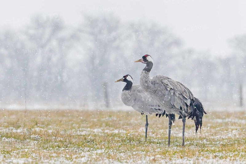 Common crane (Grus grus), also Eurasian crane, migratory bird, resting bird, breeding bird, pair, male and female in a snowdrift, Middle Elbe Biosphere Reserve, Saxony-Anhalt, Germany, Europe