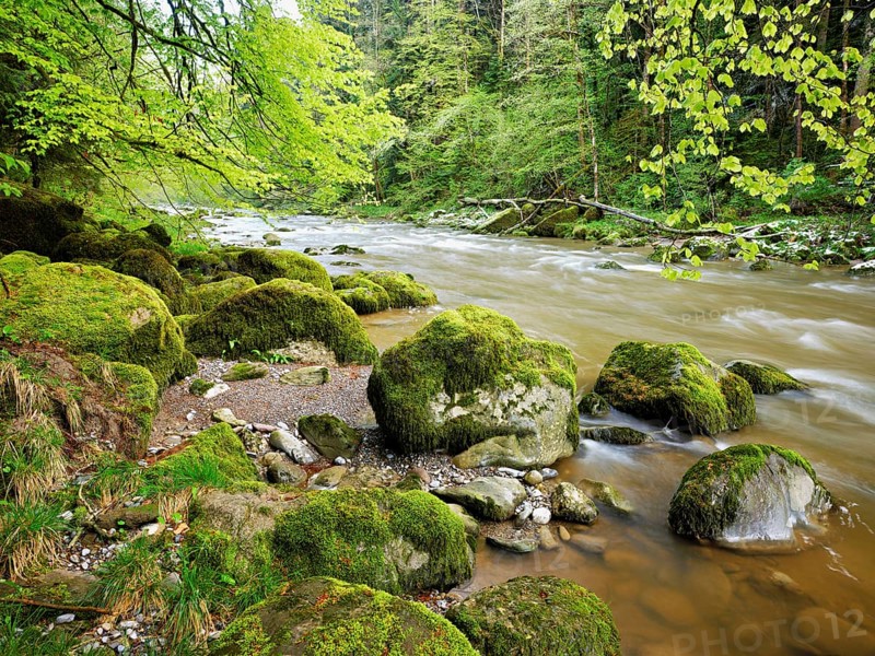 European beech trees shedding leaves, in the foreground moss-covered stones on the river Sihl, Sihlsprung, Menzingen, Canton Zug, Switzerland, Europe
