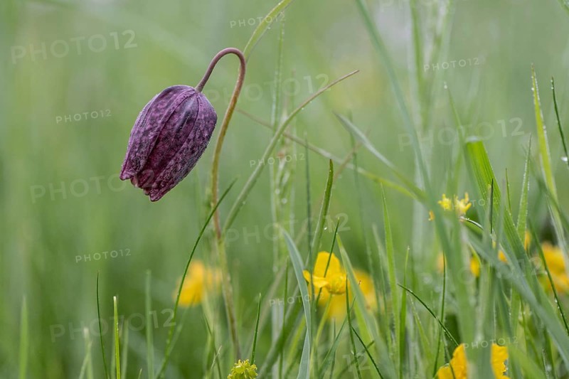 Chequerboard flowers (Fritillaria meleagris), Lower Saxony, Germany, Europe