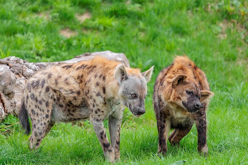 Two adult spotted hyenas (Crocuta crocuta), one male and one female, display courtship behaviour