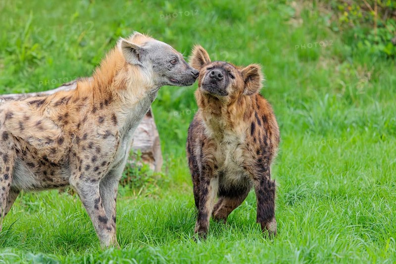 Two adult spotted hyenas (Crocuta crocuta), one male and one female, display courtship behavior