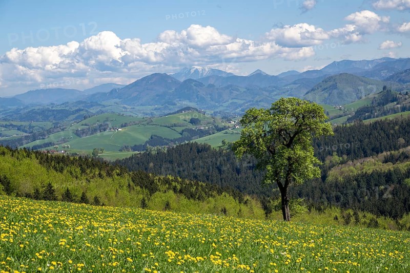 Flowering pear trees, fruit trees, cider route, Mostviertel, Alpine foothills, Lower Austria, Austria, Europe