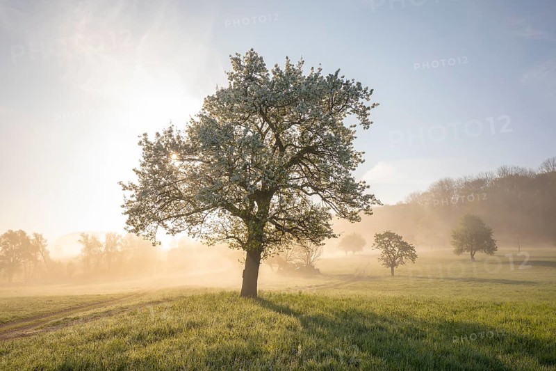 Fresh blossom, morning light, ground mist... simply magical! Foothills orchard meadow in bloom - apple tree avenue in the morning light with ground mist