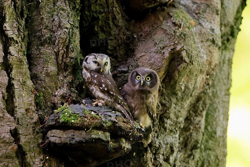 Great Horned Owl (Aegolius funereus), Great Horned Owl, adult, juvenile, on tree, on guard, watchful, in summer, Šumava, Czech Republic, Europe