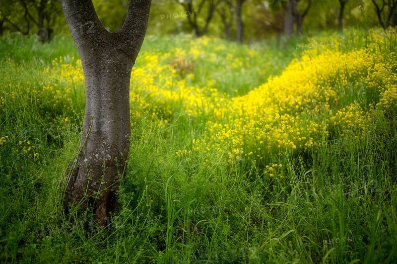 Old trees blooming in spring among yellow cypress spurge flowers (Euphorbia cyparissias) Platamonas, Macedonia, Greece, Europe