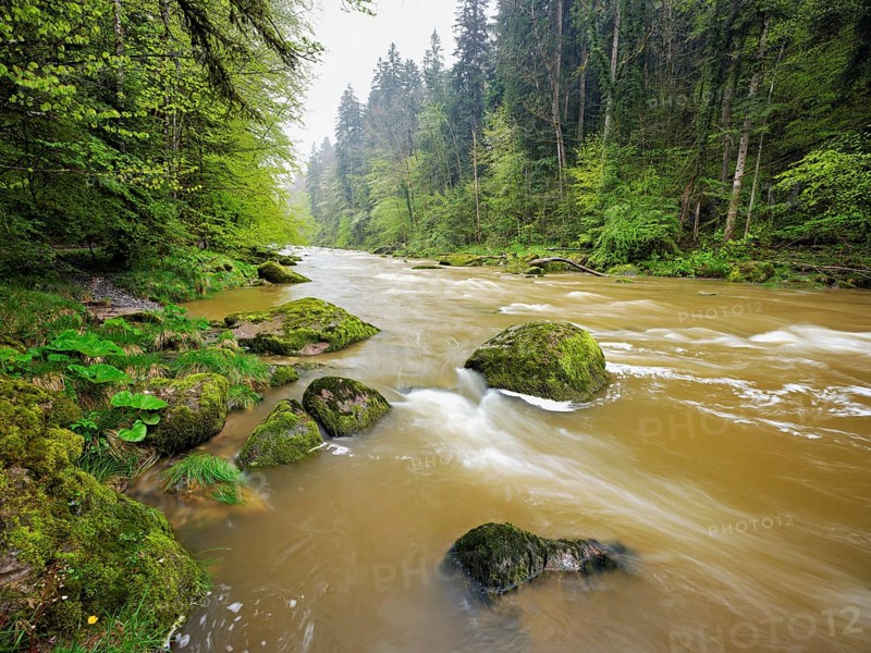 European beech trees shedding leaves, in the foreground moss-covered stones on the river Sihl, Sihlsprung, Menzingen, Canton Zug, Switzerland, Europe