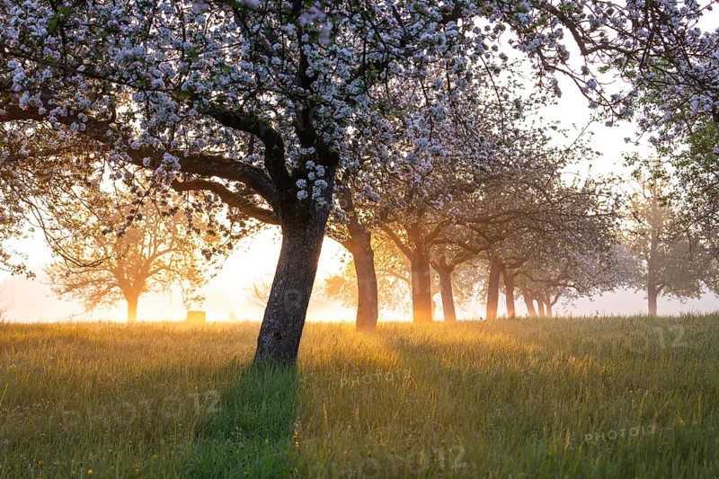 Fresh blossom, morning light, ground mist... simply magical! Foothills orchard meadow in bloom - apple tree avenue in the morning light with ground mist